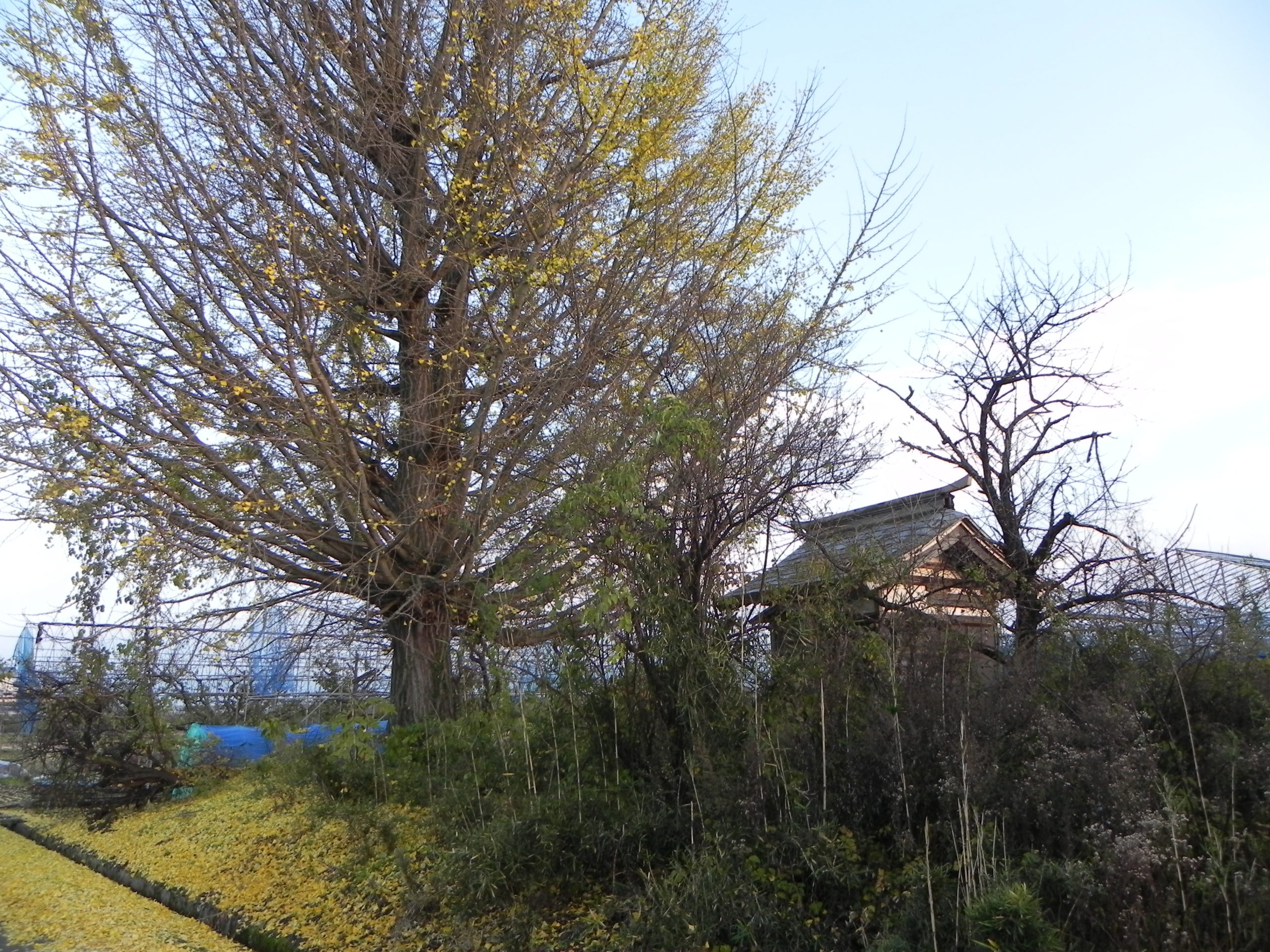 治部橋八幡さま